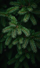 Fototapeta premium Lush green pine branches create a tranquil backdrop, perfect for nature-focused projects, sustainable design, or holiday themes.