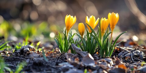Three yellow flowers bloom beautifully from the earth's soil.