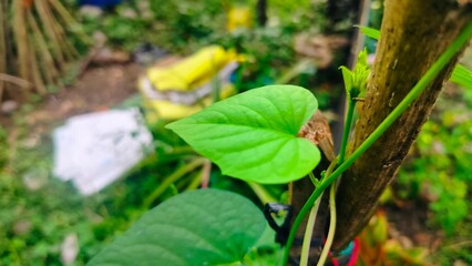 Leaves like fresh green hibiscus leaves