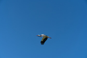 Weißstorch - Zugvogel
