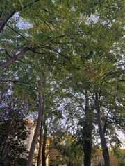 tropical forest with green trees