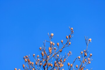 青空バックに見上げる晩秋のユリノキの情景