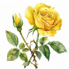 Obraz premium Watercolor Yellow Rose Isolated on White Background. Beautiful Rose Flower