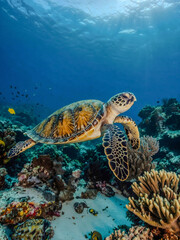 Hawksbill sea turtle swimming in a Caribbean coral reef