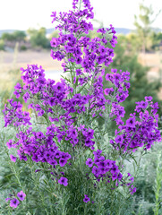 Naklejka premium Lush clusters of vibrant purple phlox flowers bloom against a soft natural background in a sunny outdoor setting.