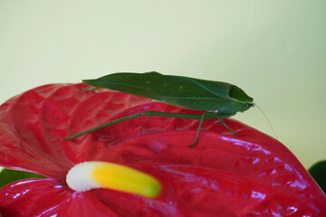 Grasshopper on flower. One side view of Katydid Tettigoniidae perched on an anthurium plant.