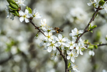 A bee collects nectar from blackthorn flowers. Blackthorn (or Prunus spinosa) blossoms in spring