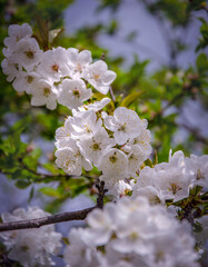 Spring cherry blossom in the garden.