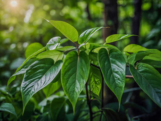 Obraz premium Healthy green leaves in vibrant natural shades