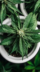 Aerial View of Cannabis Plants in White Pots, Marijuana Cultivation