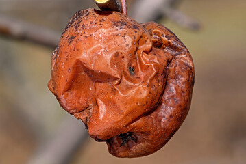 Unpicked apple decaying on a branch on a late winters day. An apple is a sweet, edible fruit. Apple trees are cultivated worldwide and are the most widely grown species in the genus Malus.