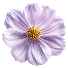 Vibrant Purple Floral Blossom: Close-Up Botanical Beauty in Spring Meadow
