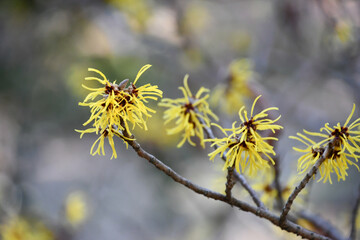 シナマンサク　 chinese witch hazel