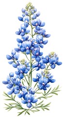 Fototapeta premium Bluebonnet Wildflower Bouquet for Spring Bloom.