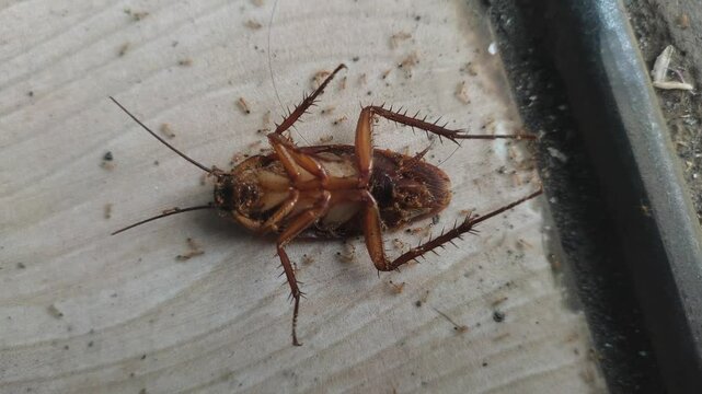 Dead cockroach surrounded by ants. Insect scavengers feeding on a roach carcass.