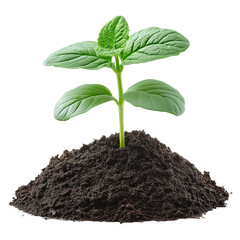 Organic Agriculture: Nurturing the Growth of Seedlings and Green Leaves in Sustainable Soil