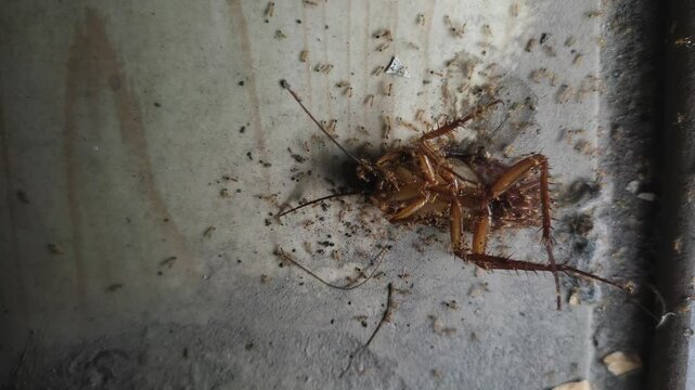 Dead cockroach surrounded by ants on the floor