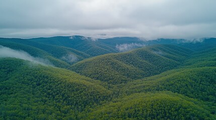 Naklejka premium Misty mountain range covered in lush forest. Vast, verdant hills covered in trees, veiled in a soft mist. A serene, tranquil landscape of rolling hills