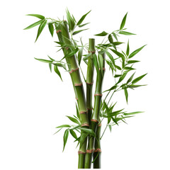 Obraz premium Bamboo Tree Isolated Cut-Out PNG: A Symbol of Strength and Natural Beauty