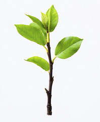 vibrant green sapling with small leaves on strong stem