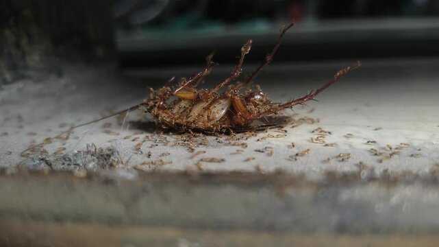 Dead cockroach surrounded by ants. Insect scavengers feeding on a roach carcass.