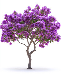 Obraz premium Vibrant purple orchid tree with lush blossoms on white background