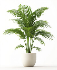 Fototapeta premium lush green potted palm plant with long slender leaves
