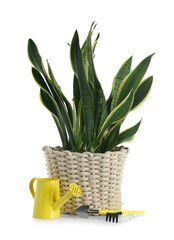 Beautiful sansevieria in wicker flowerpot with gardening tools and watering can on white background