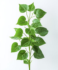 Vibrant green leaves on thin stem against white background