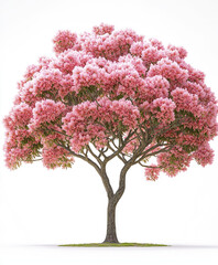 Obraz premium Persian silk tree with vibrant pink feathery flowers
