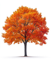 Vibrant autumn maple tree with fiery red and orange leaves