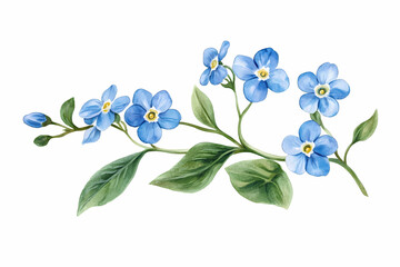 Forget-Me-Nots: Delicate Watercolor: A close-up, watercolor painting of a vibrant forget-me-not branch, showcasing clusters of tiny, sky-blue flowers and fresh green leaves.
