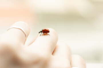 A delicate ladybug rests on a person's fingertip, its tiny legs exploring the skin.