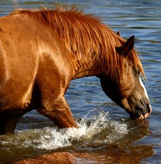 Wild Stallion in the River 