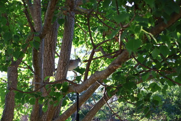 Animals in the wild