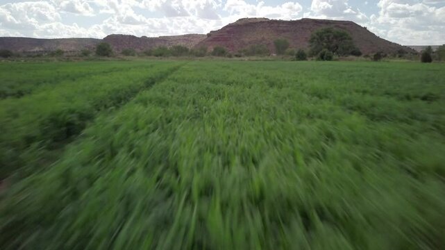 Puerto De Luna, NM Field Dolly Shot