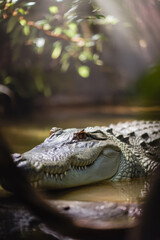 Fototapeta premium Majestic Crocodile Relaxing in Calm Water with Sunlight Filtering Through Leaves