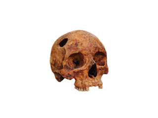 Genuine old human skull with a hole isolated on a transparent or white background