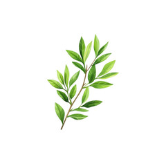 Fototapeta premium Botanical Illustration of Tea Tree Branch with Green Leaves