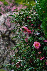 梅の木を背に咲く椿の木20250313