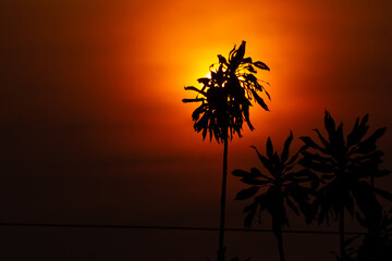 Obraz premium Silhouette of the plant at sunset, Thailand. (Selective focus)