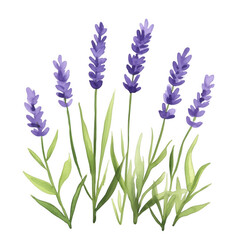 Fototapeta premium Lavender Illustration on White Background