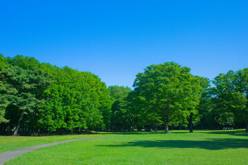 緑の公園