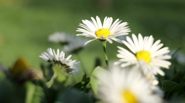 daisy in the grass