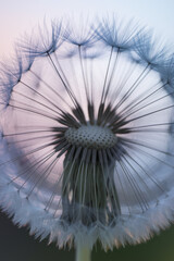 Delicate Dandelion Seed Head in Soft Pastel Colors at Sunset
