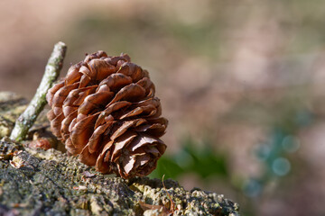 Close-Up of a Pine Cone on Moss