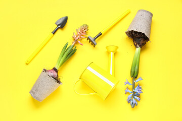 Hyacinth plants in peat pots with gardening tools on yellow background
