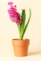 Beautiful pink hyacinth flower in pot on beige background