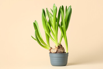 Hyacinth plants in pot on beige background