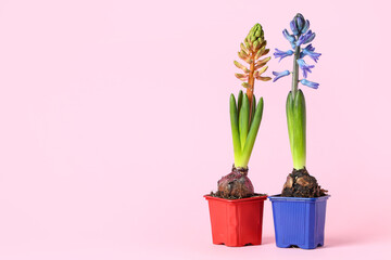 Beautiful hyacinth plants in pots on pink background